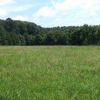 96.5 Acres with a Cabin in Scott County in Morton  MS images 2