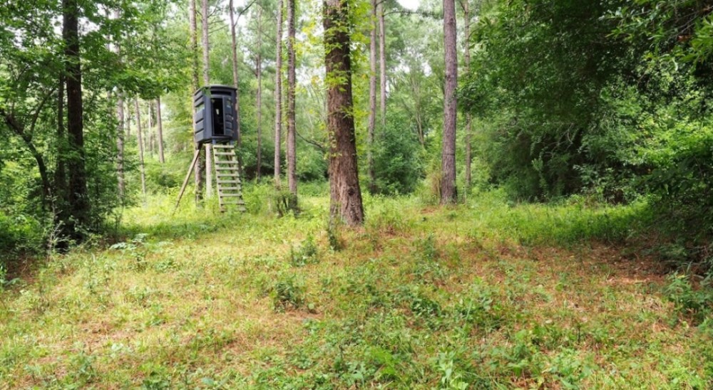 36 Acres Hunting Timber Land for Sale Jayess  Lawrence Co MS featured image