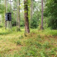 36 Acres Hunting Timber Land for Sale Jayess  Lawrence Co MS