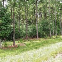 36 Acres Hunting Timber Land for Sale Jayess  Lawrence Co MS images 2