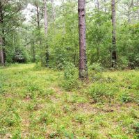 36 Acres Hunting Timber Land for Sale Jayess  Lawrence Co MS images 3