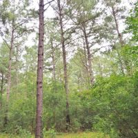 36 Acres Hunting Timber Land for Sale Jayess  Lawrence Co MS images 4