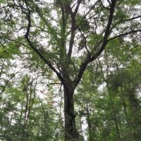 36 Acres Hunting Timber Land for Sale Jayess  Lawrence Co MS images 5