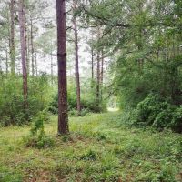 36 Acres Hunting Timber Land for Sale Jayess  Lawrence Co MS images 6
