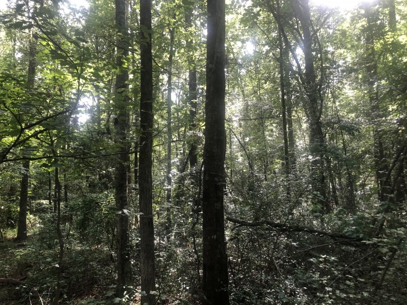 97.95 Acres in Walthall County in Jayess  MS featured image