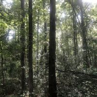 97.95 Acres in Walthall County in Jayess  MS