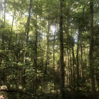 97.95 Acres in Walthall County in Jayess  MS images 2