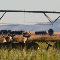 Miller Ranch on the Ruby River images 3