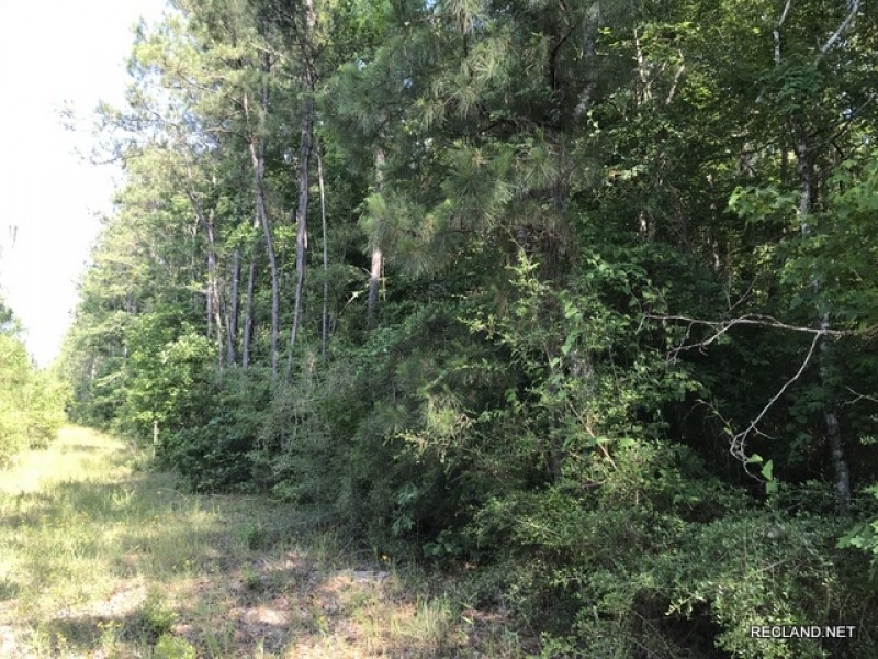 40 ac - Pine Plantation - PRICE REDUCED featured image