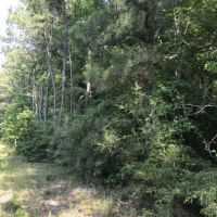 40 ac - Pine Plantation - PRICE REDUCED