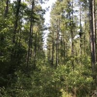 40 ac - Pine Plantation - PRICE REDUCED images 2