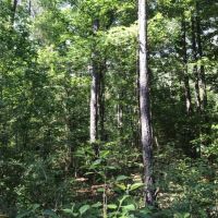 40 ac - Pine Plantation - PRICE REDUCED images 3