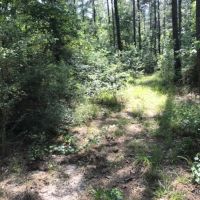 40 ac - Pine Plantation - PRICE REDUCED images 5