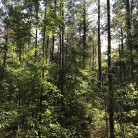 40 ac - Pine Plantation - PRICE REDUCED images 6