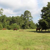 Calfee Ranch images 2