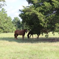 Calfee Ranch images 3