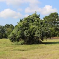 Calfee Ranch images 4