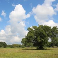 Calfee Ranch images 6