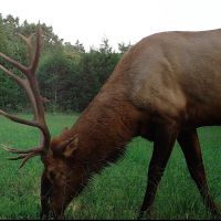 Trophy Hunting &nbsp; Recreational Land For Sale in Carroll Boone County  AR images 2