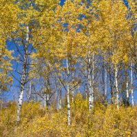 Trail Creek 160-East images 3