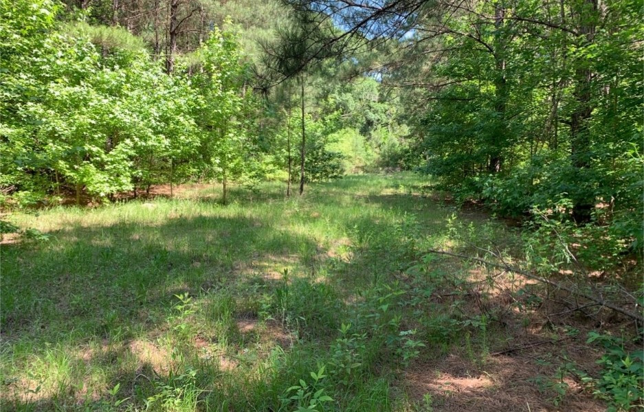 60 Acres in Lincoln County in Bogue Chitto  MS featured image