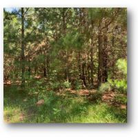 60 Acres in Lincoln County in Bogue Chitto  MS images 2