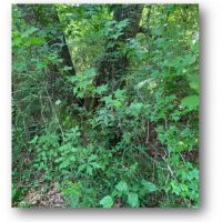 60 Acres in Lincoln County in Bogue Chitto  MS images 3