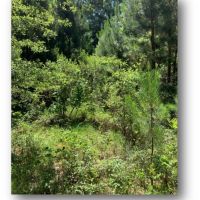 60 Acres in Lincoln County in Bogue Chitto  MS images 4