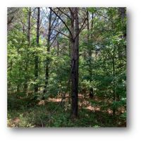 60 Acres in Lincoln County in Bogue Chitto  MS images 5