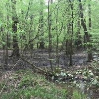 2 300  Ft. of Alcovy River Frontage images 2