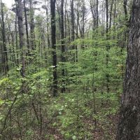 2 300  Ft. of Alcovy River Frontage images 5