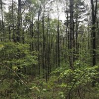 2 300  Ft. of Alcovy River Frontage images 6