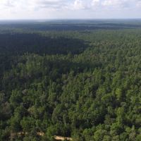 2005 Acres &nbsp; Adjoins Sam Houston National Forest images 5