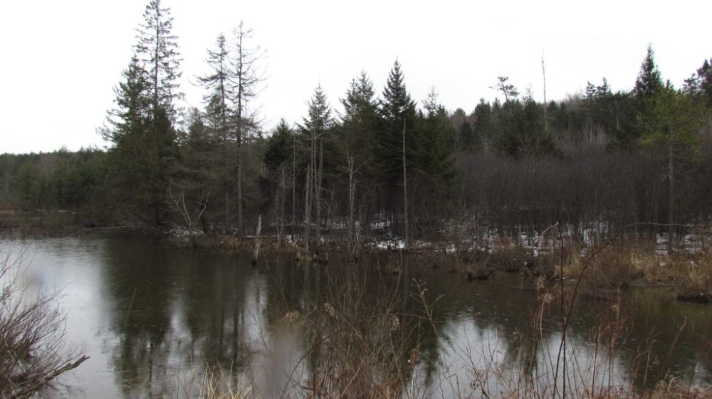 35 acres bordering Bobell State Forest in Coventry NY featured image