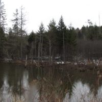 35 acres bordering Bobell State Forest in Coventry NY