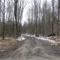 35 acres bordering Bobell State Forest in Coventry NY images 2