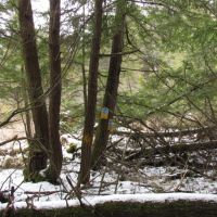 35 acres bordering Bobell State Forest in Coventry NY images 3