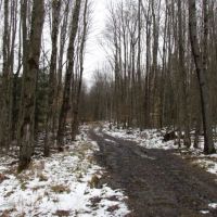 35 acres bordering Bobell State Forest in Coventry NY images 5