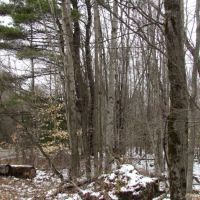 35 acres bordering Bobell State Forest in Coventry NY images 6
