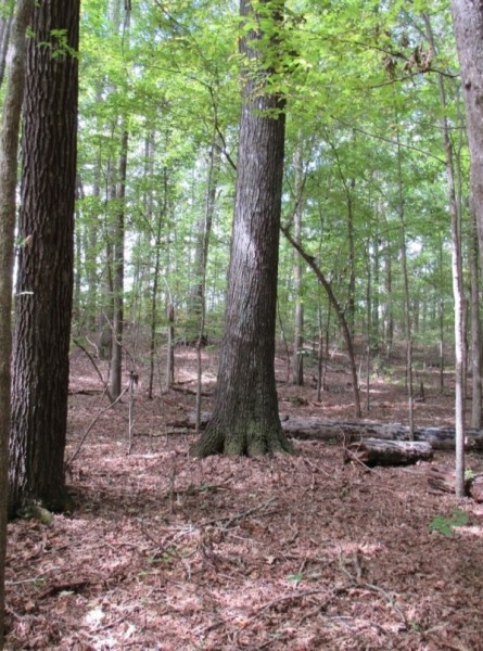 102 Acres in Pontotoc County in Thaxton  MS featured image