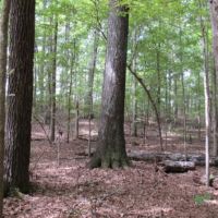 102 Acres in Pontotoc County in Thaxton  MS