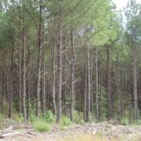 102 Acres in Pontotoc County in Thaxton  MS images 2