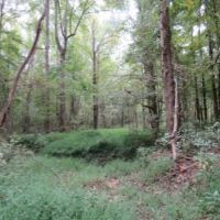 102 Acres in Pontotoc County in Thaxton  MS images 3