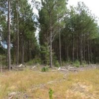 102 Acres in Pontotoc County in Thaxton  MS images 4