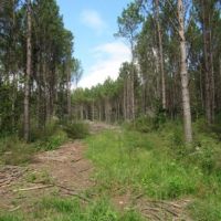 102 Acres in Pontotoc County in Thaxton  MS images 6