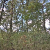 28.40 Acres in NPSD images 5