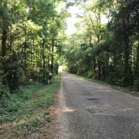 40 acres Gibson Road with Mature Timber