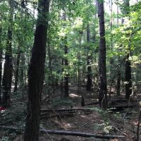 40 acres Gibson Road with Mature Timber images 2