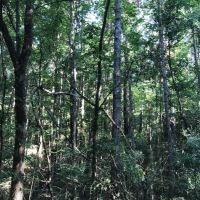 40 acres Gibson Road with Mature Timber images 3