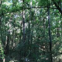 40 acres Gibson Road with Mature Timber images 4